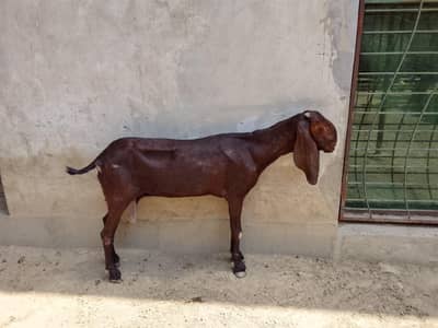 beetal bakri cross hui ha