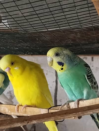 Australian birds
