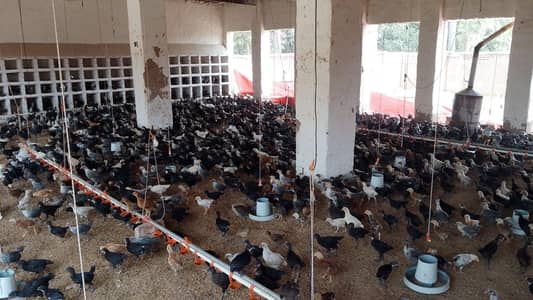 Australorp+ Feyomi Available for sale