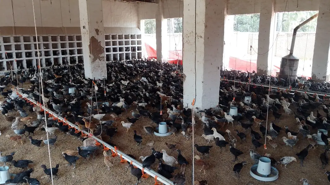 Golden Misri / Australorp / Fayoumi / Egyption Feyoumi