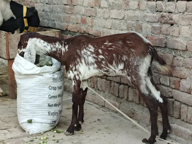 Goat For sale — photo 2
