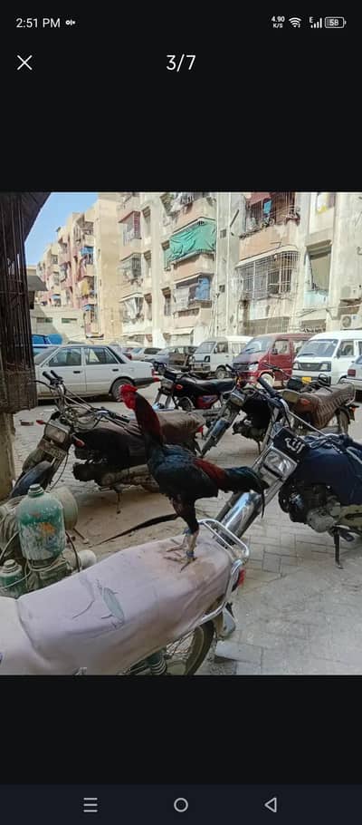 Sindhi Cross shamo