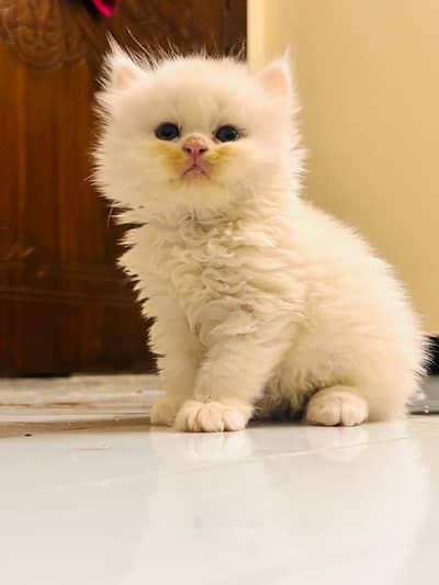 perisan kittens white blue eyes Black and fawn