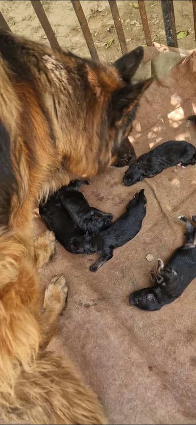 german shepherds puppies for sale