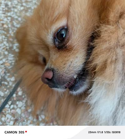 pure breed Pomeranian