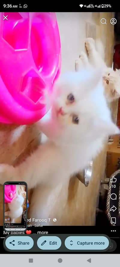 Persian Kitten Grey eyes long coat