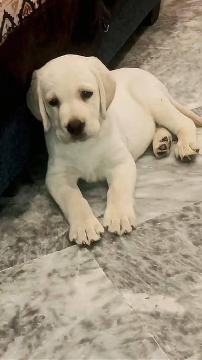 Cute & Healthy Dog for Sale 