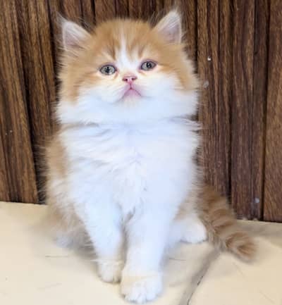 Persian Kittens/Punch Face/ Cats Kittens Male Female/