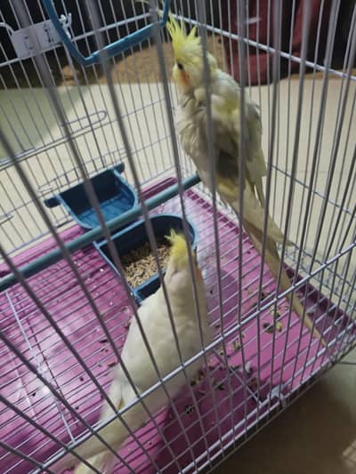 1 Pair Cocktail Parrots