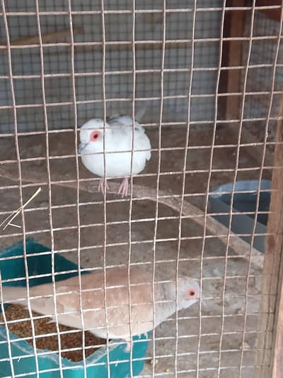 Breeder Dove pair