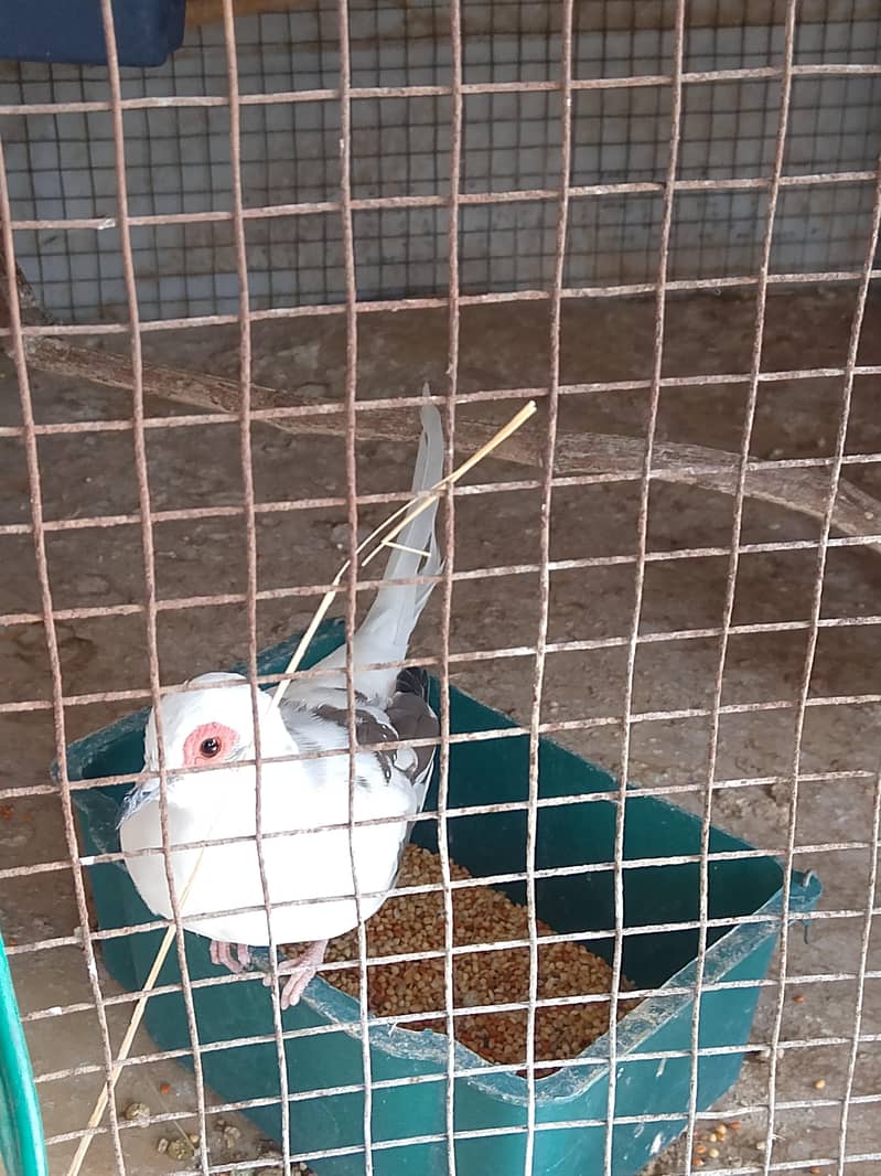 Breeder Dove pair 1