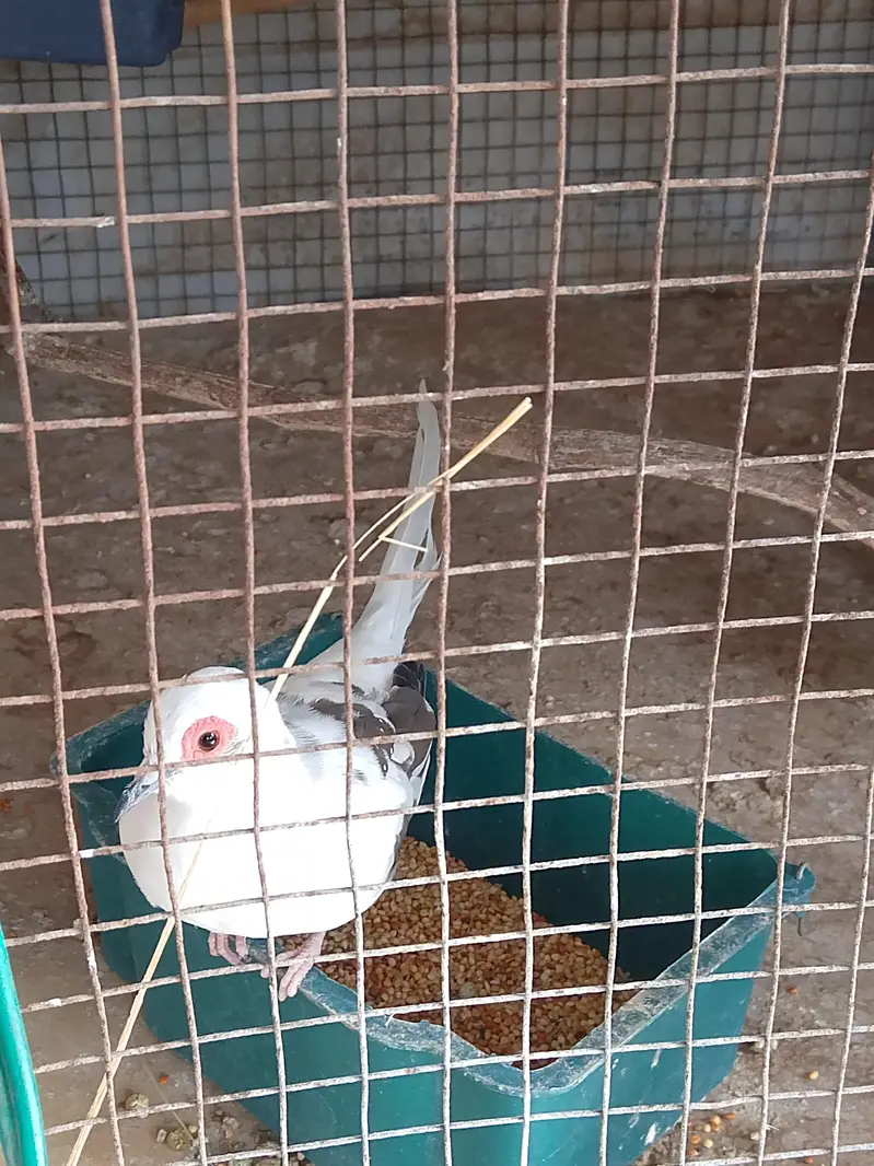 Breeder Dove pair — photo 2