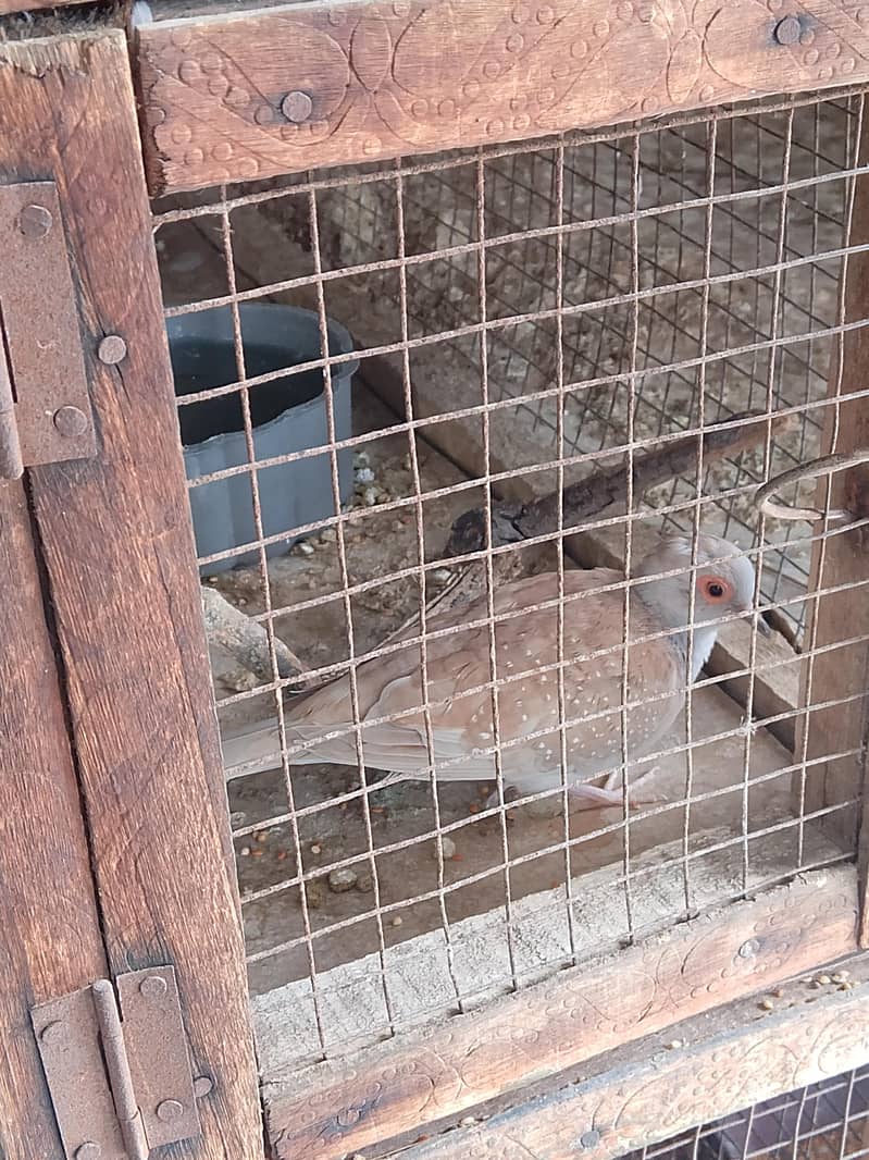 Breeder Dove pair 2