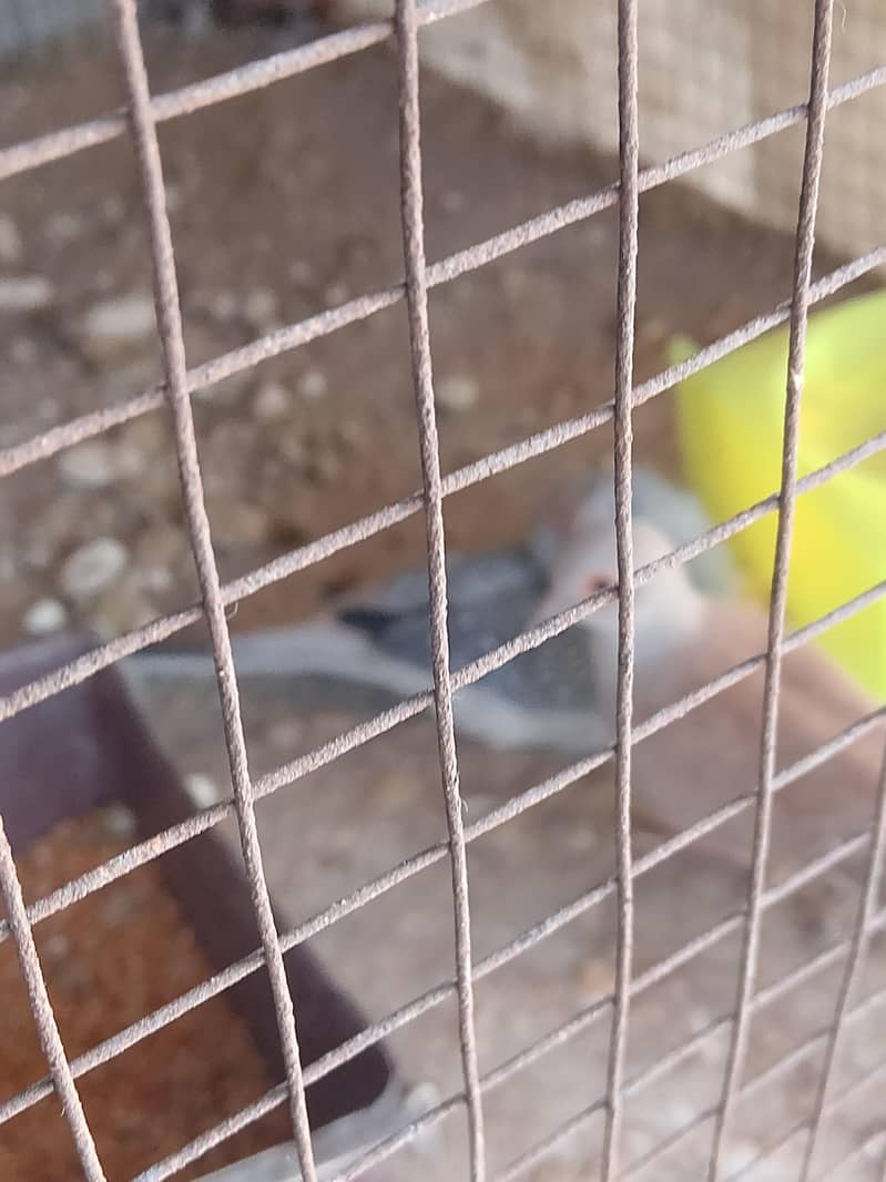 Breeder Dove pair 3