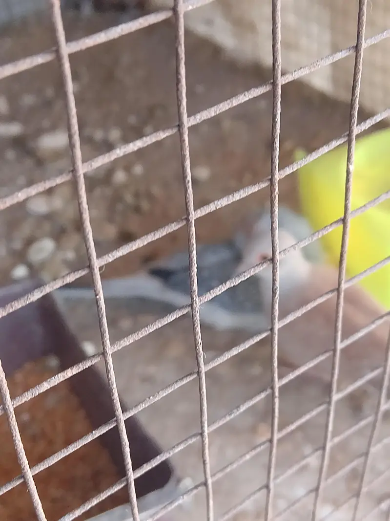 Breeder Dove pair — photo 4