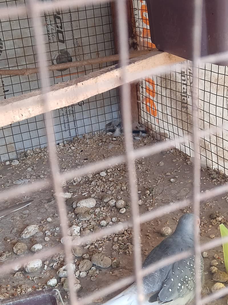 Breeder Dove pair 4
