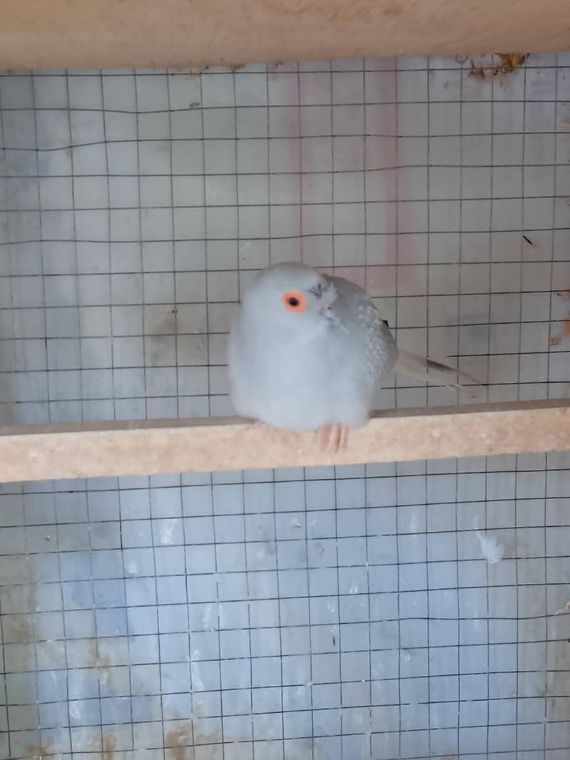 Breeder Dove pair 5