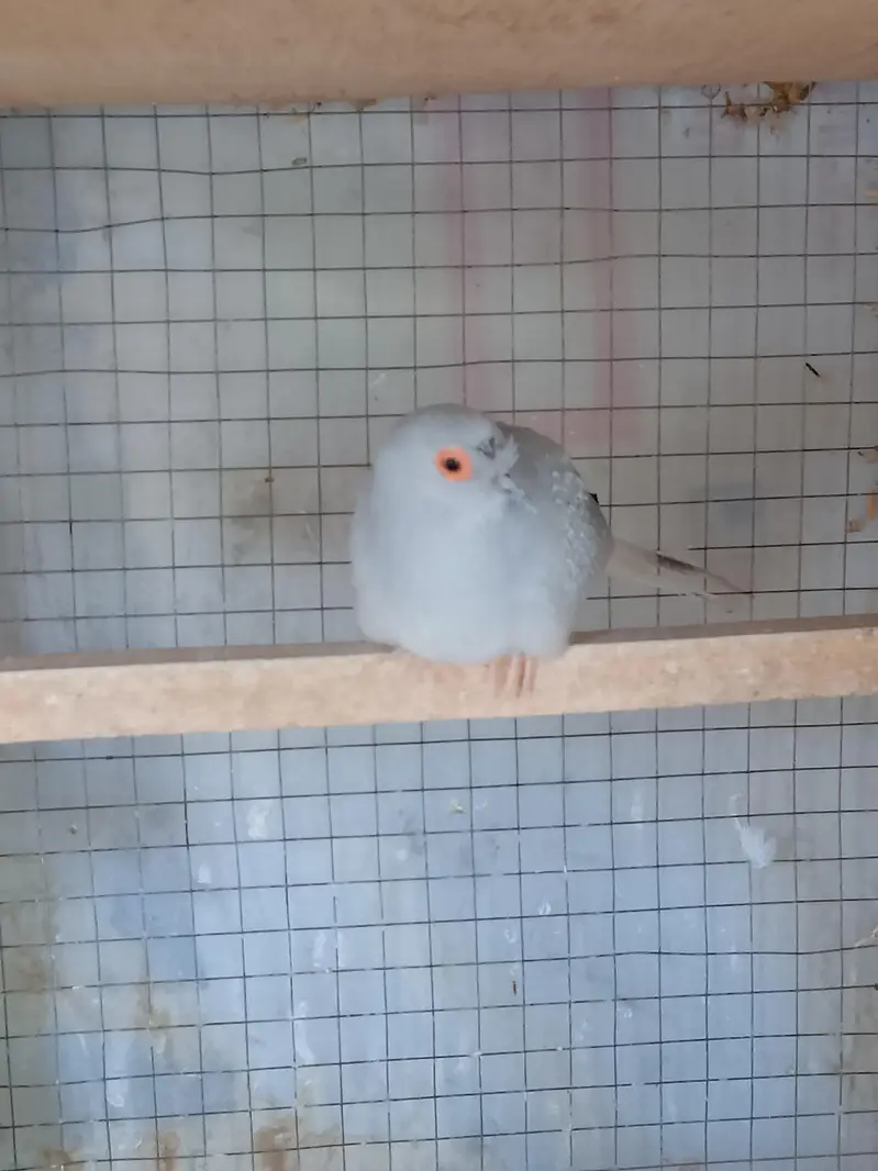 Breeder Dove pair — photo 6