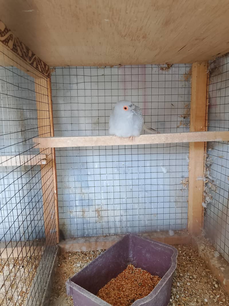 Breeder Dove pair 6