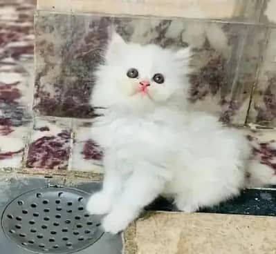 (Persian female kitten) (my WhatsApp number 0322-97-21-876