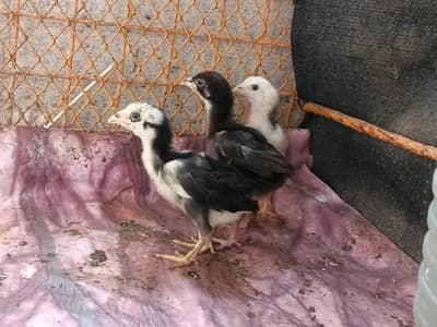 3 Aseel Chicks