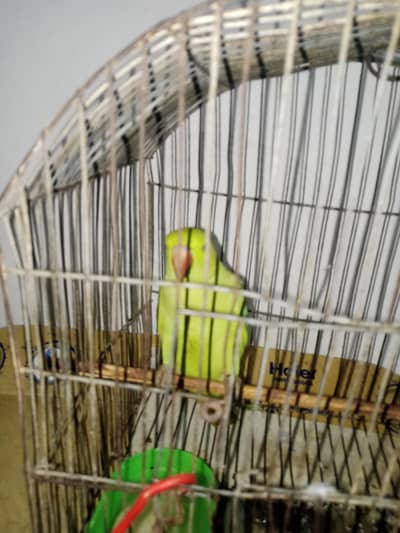 parrot mittho