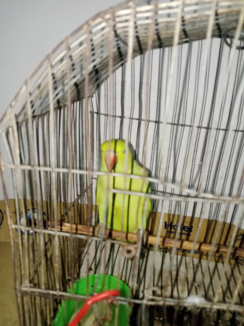 parrot mittho 0