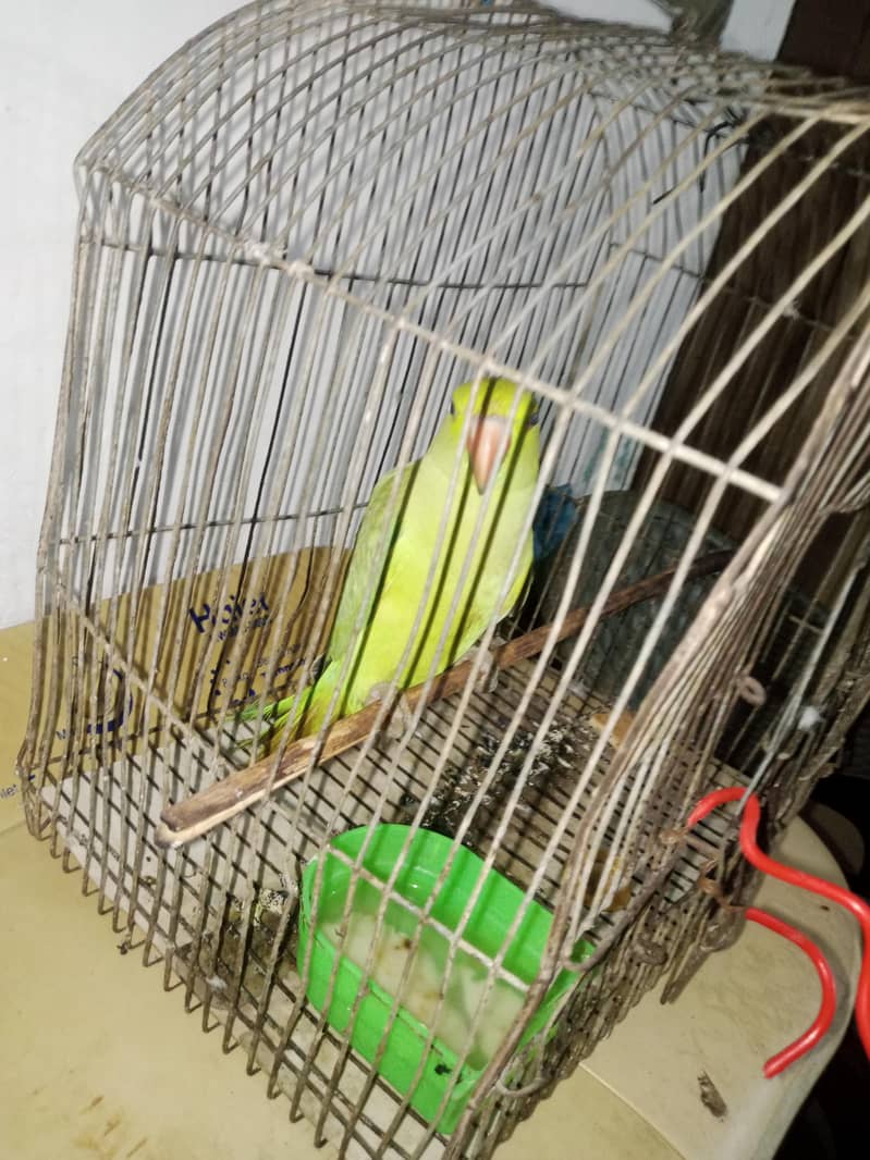 parrot mittho 1