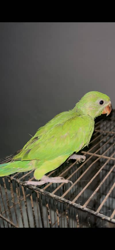 Ringnect male baby parrot for sale
