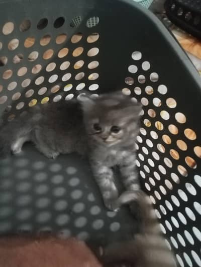 Persian punch face kittens