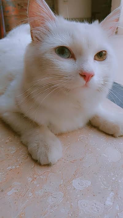 Persian cat for sale in Jalalpur Jattan
