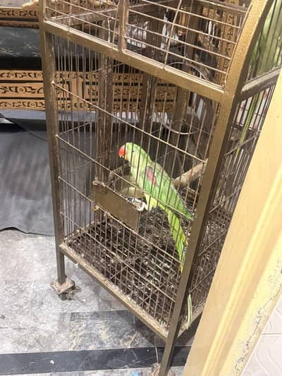 Raw parrot breeding pair