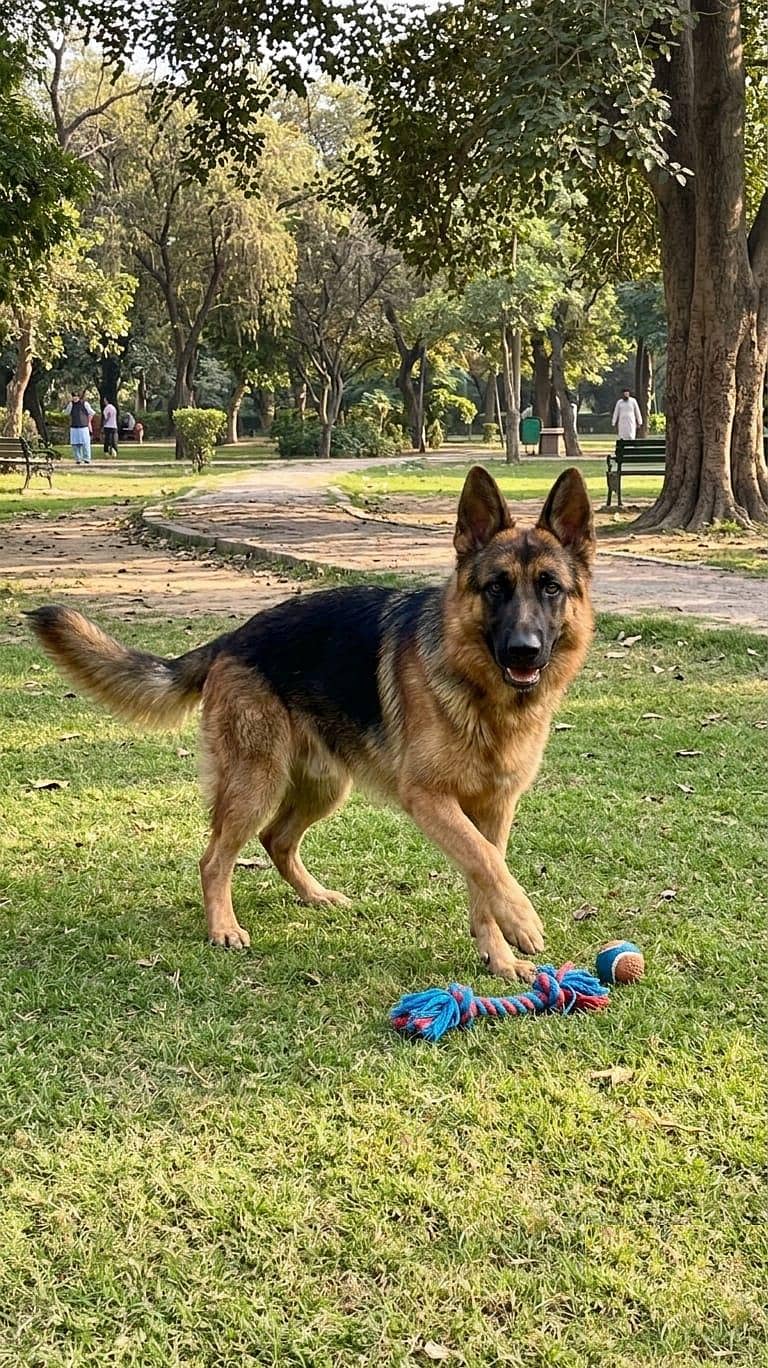 German shepherd 2