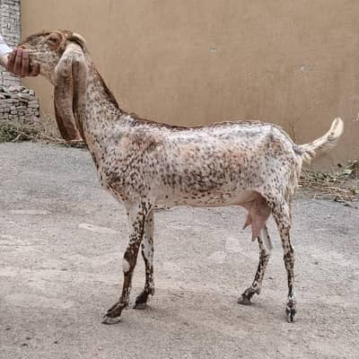Bakri