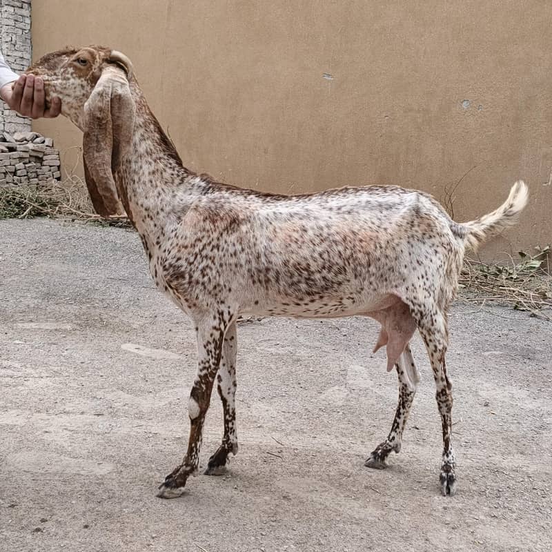 Bakri 0