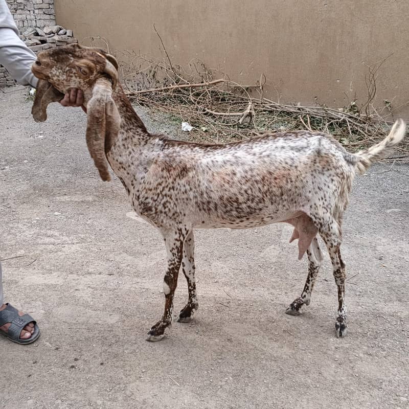 Bakri 1