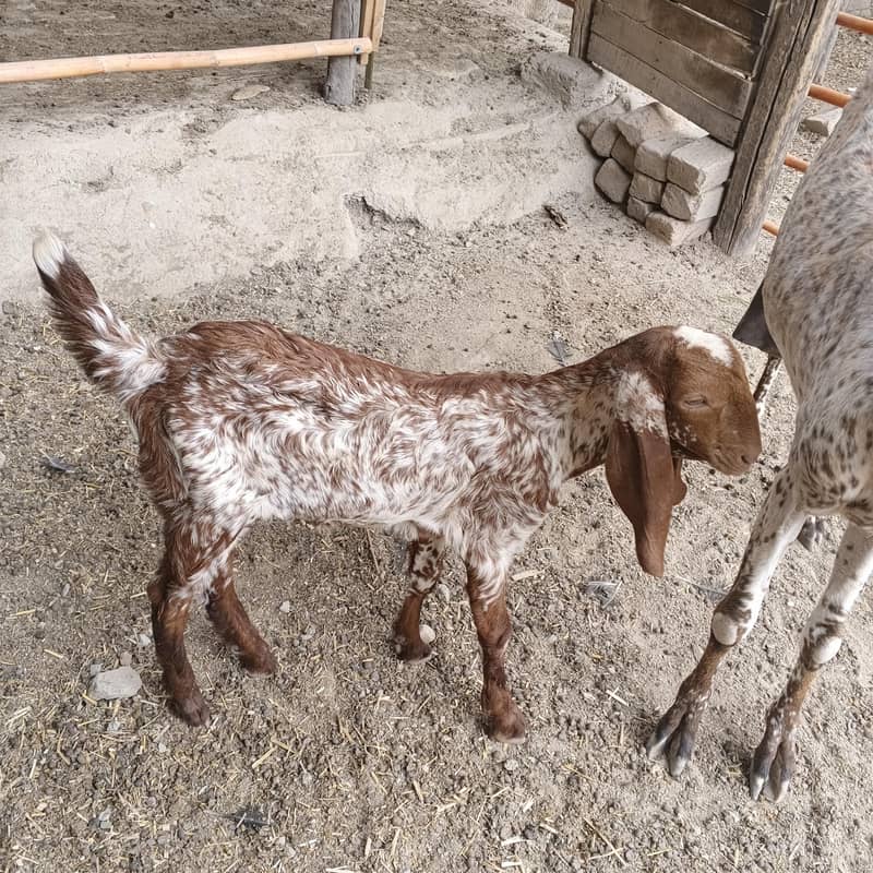 Bakri 2
