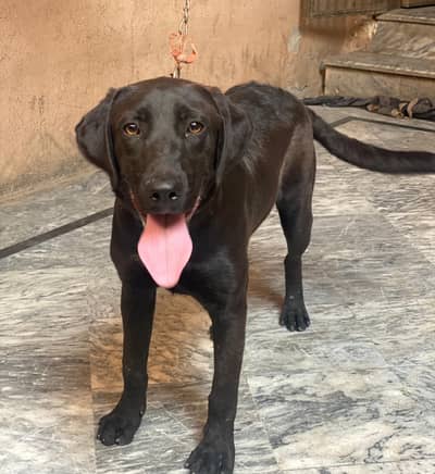 Labrador Retriever Male Dog