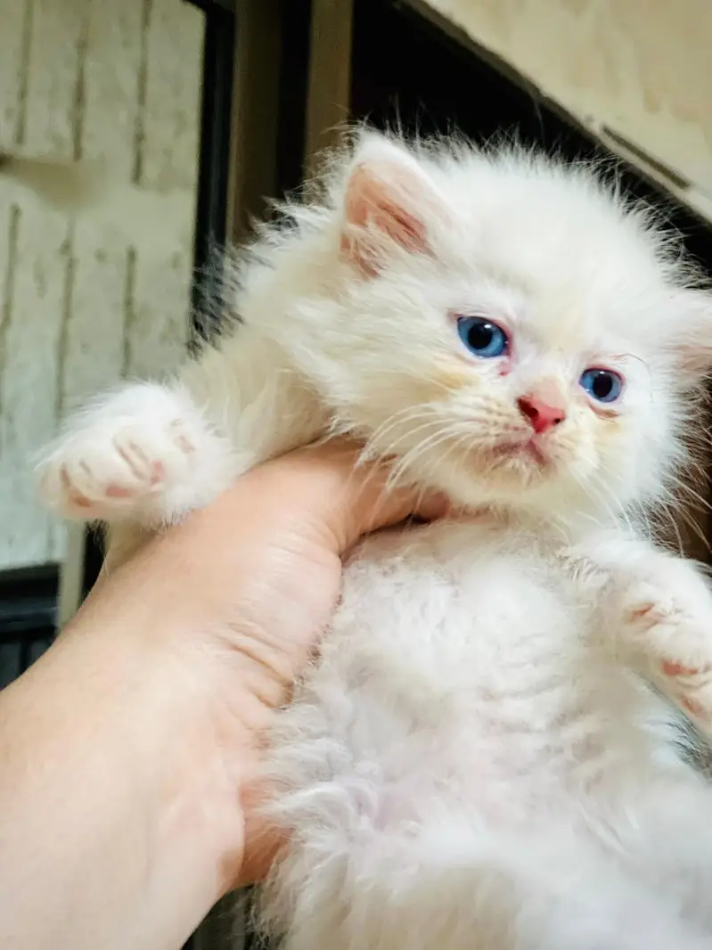 Kittens for sale