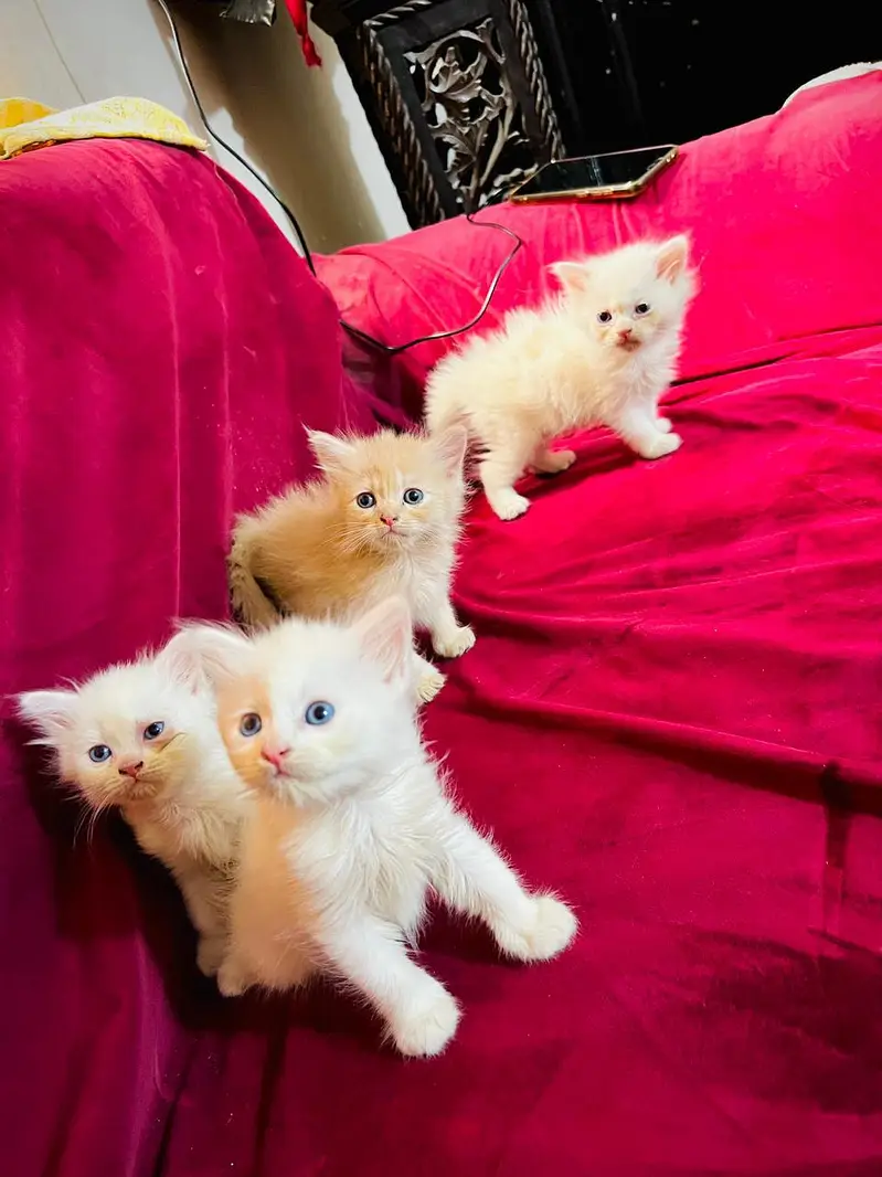 Kittens for sale — photo 2