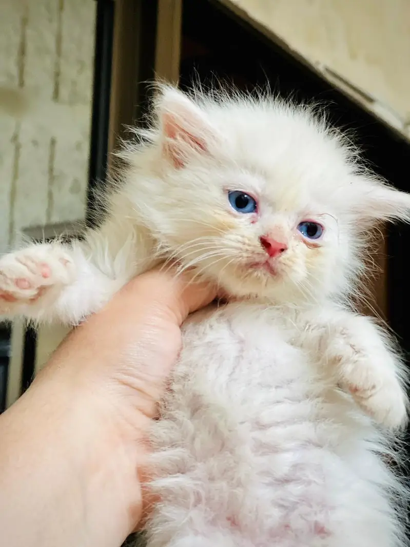 Kittens for sale — photo 3