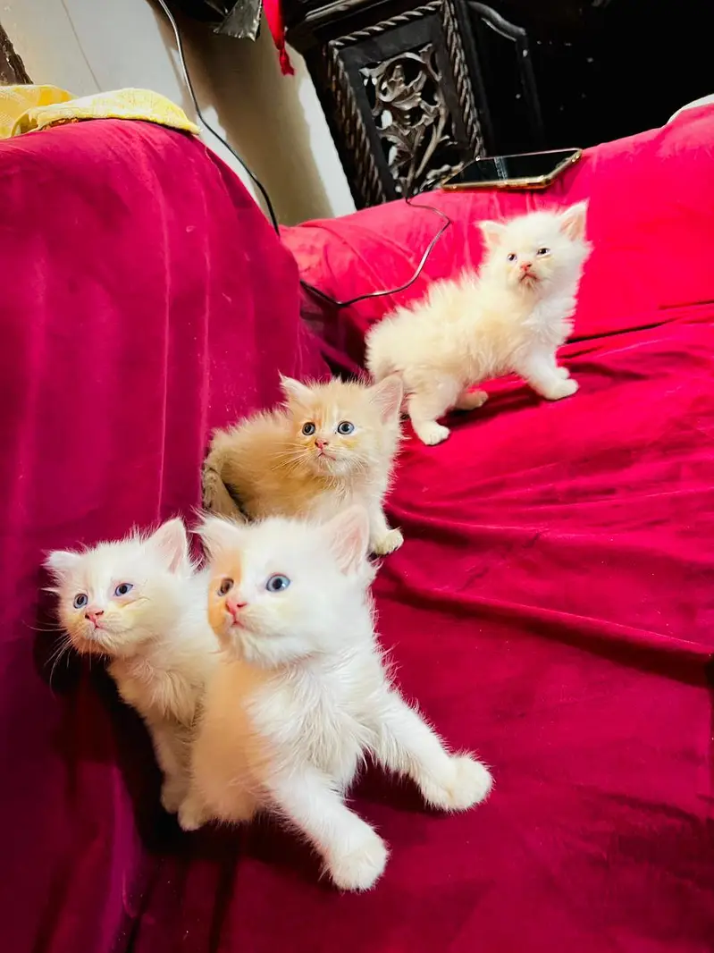 Kittens for sale — photo 4