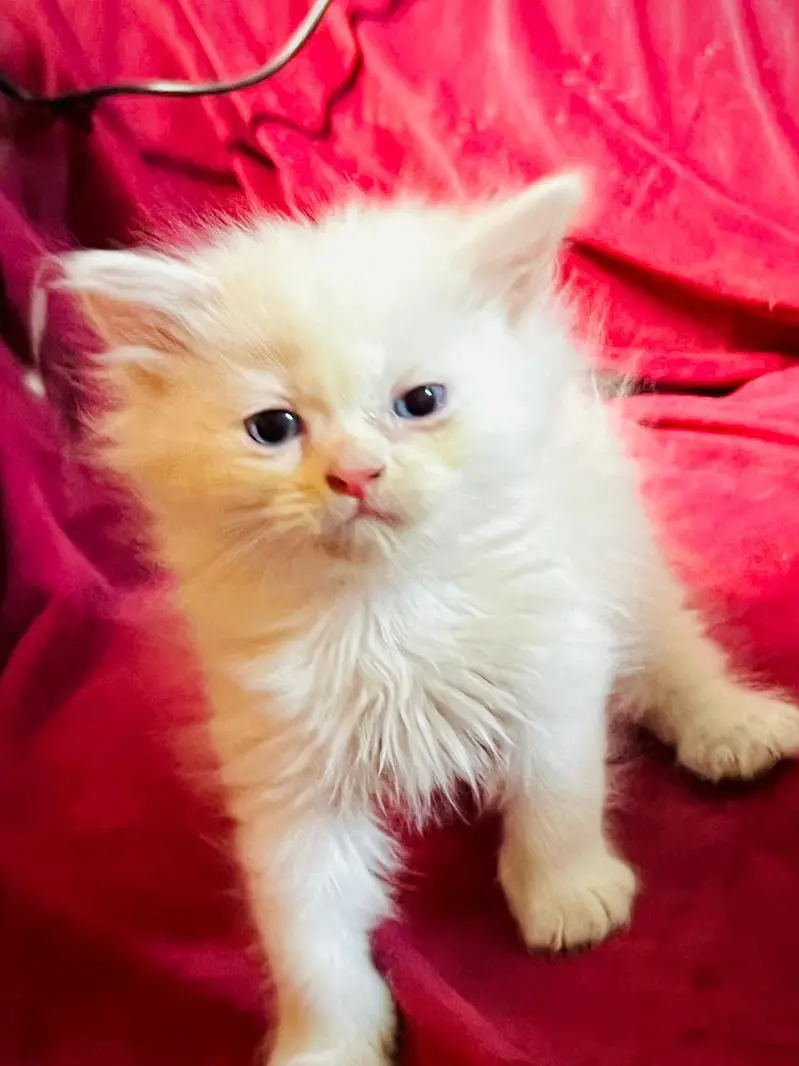 Kittens for sale — photo 5