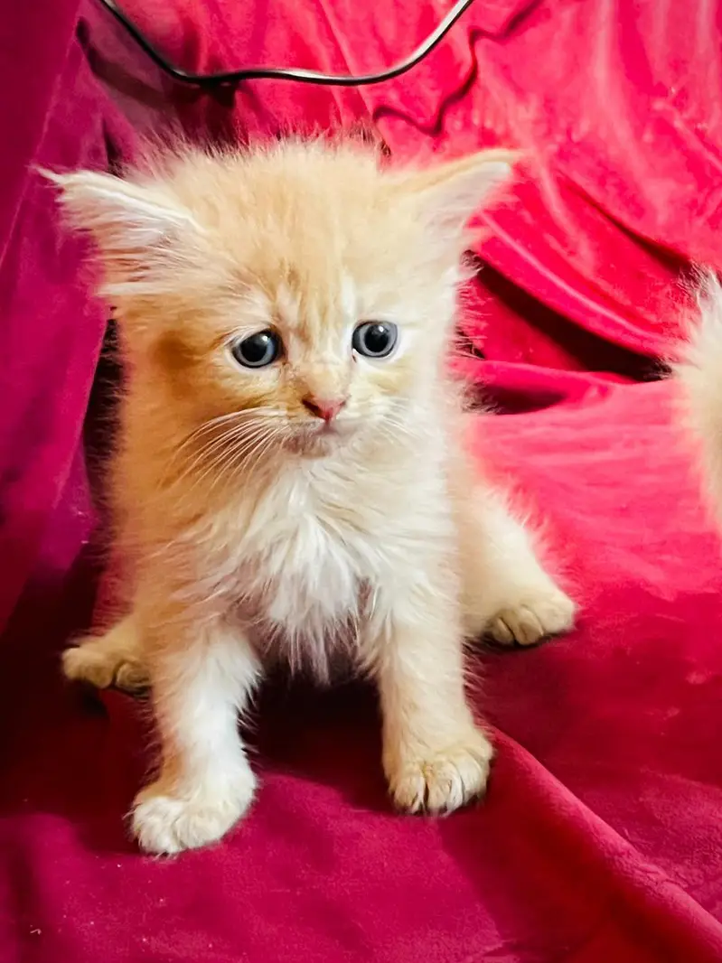 Kittens for sale — photo 6