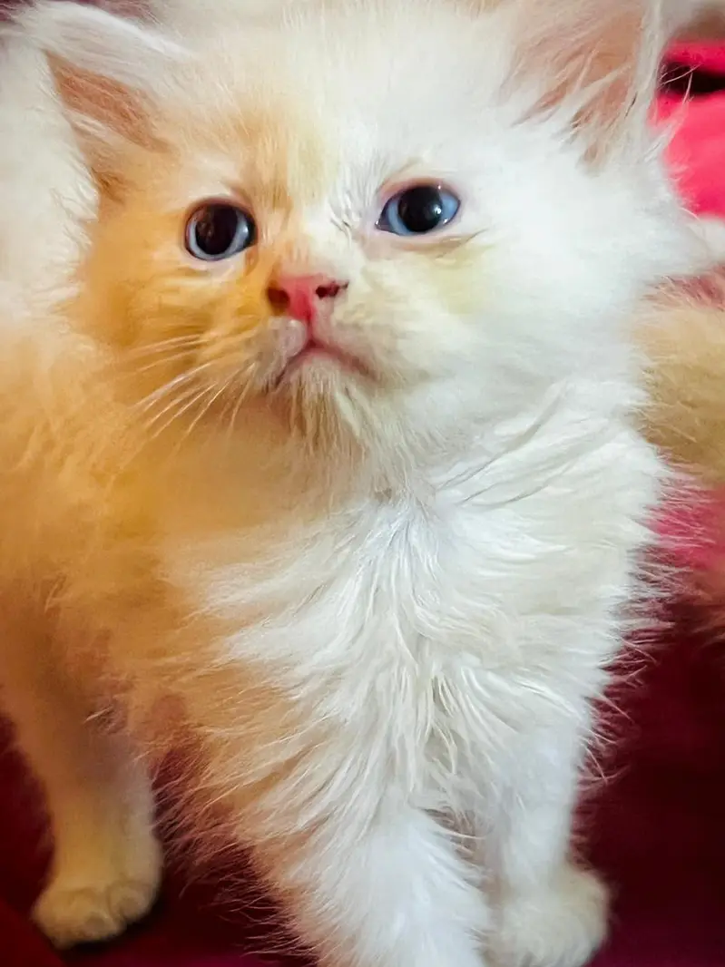 Kittens for sale — photo 7