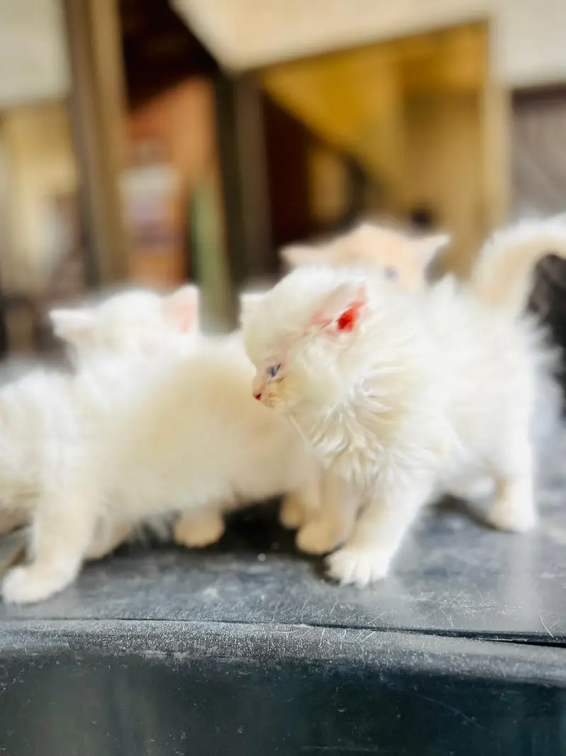 Kittens for sale — photo 8