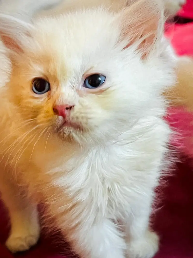 Kittens for sale — photo 9