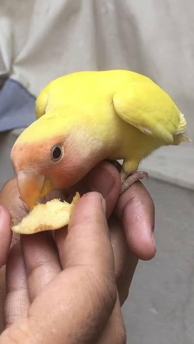 swinson lorry looks female or yellow lotion love bird handtamed
