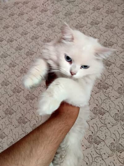 White Persian Female Cat - Blue Eyes Vaccinated | Litter Trained