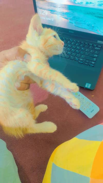 persian kitten